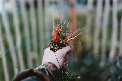 A gyomlálás művészetének elsajátítása: Útmutató a gyomláló eszköz használatáh...